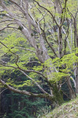 Bahar ormanlarındaki yamaçlarda yetişen taze yeşil yapraklı güzel ağaçlar.