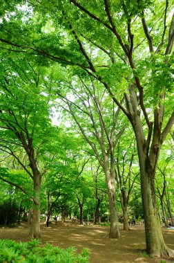 Yeşil ağaçları ve bankları olan güzel bir park.