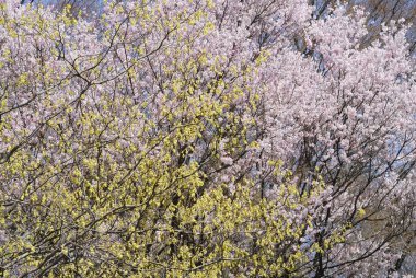 Çiçek açmış kiraz ağacı