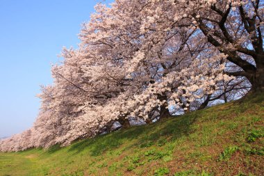 Renkli bahar çiçekleri güneş ışığında çiçek açıyor 