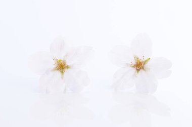 Renkli bahar çiçekleri güneş ışığında çiçek açıyor 