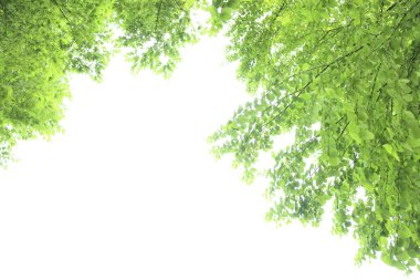 Yaz parkında gündüz vakti yeşil bitkiler ve ağaçlar 