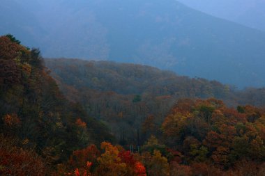 Dağlardaki ormanın güzel manzarası 