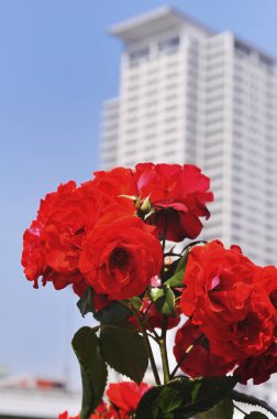 Yüksek bir binanın önünde bir demet kırmızı gül