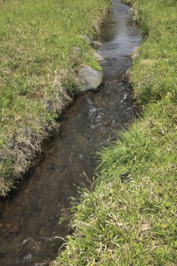 Ormandaki su akıntısı