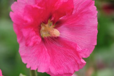 Bahçedeki güzel pembe çiçekler