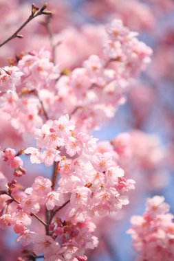 Güzel çiçekler, yakın manzara, yaz konsepti.