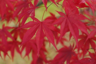 Sonbahar yaprakları, sonbahar bitkileri