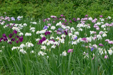 Güzel çiçekler, yakın manzara, yaz konsepti.