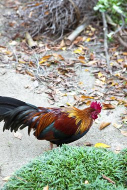 Renkli tüyleri olan horozun portresini kapat.