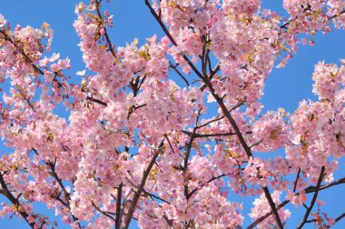 Güzel çiçekler, yakın görüş, doğa konsepti.