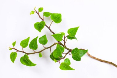 beyaz zemin üzerine taze yeşil yaprakları.