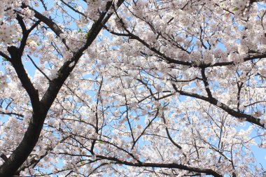 Parkta kiraz ağaçları güzel çiçek açıyor. 