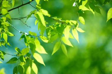 Yeşil yapraklar, bahar yaprakları.