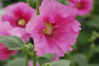 Amber çiçeğinin çiçeği.