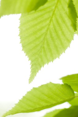 Beyaz arkaplanda taze yeşil yapraklar