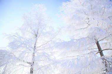 Güzel kış manzarası. Karların altındaki uzun ağaçlar