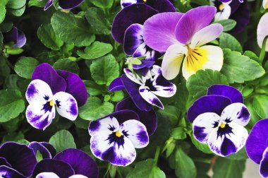 Bahçedeki güzel hanım evlatları çiçekleri, kapatın.