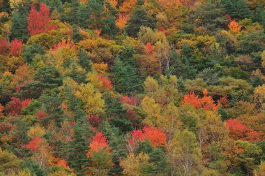Renkli ağaçlar ve dağlarla dolu güzel sonbahar manzarası              