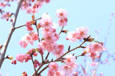Renkli bahar çiçekleri güneş ışığında çiçek açıyor 