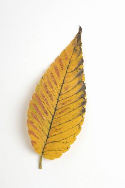 Beyaz arkaplanda sonbahar yaprağı üzerindeki üst görünüm