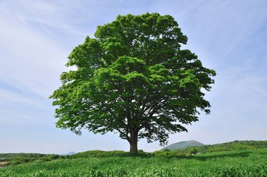 Yeşil ormandaki büyük ağaç, güzel dijital fotoğraf.