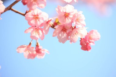 Renkli bahar çiçekleri güneş ışığında çiçek açıyor 