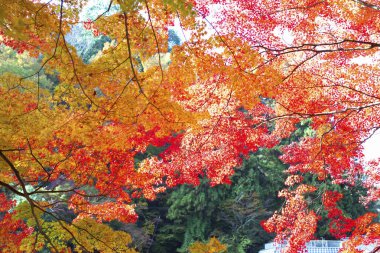 Sonbahar yaprakları, sonbahar bitkileri