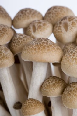 Ham mantar beyaz arka plan üzerinde izole yığını