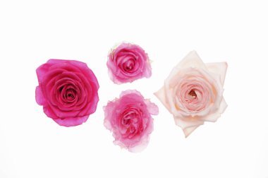 Beyaz arkaplanda izole edilmiş pembe güller 