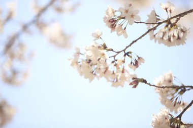 Renkli bahar çiçekleri güneş ışığında çiçek açıyor 