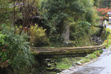 Japonya Ormanı 'nda sonbahar. Doğanın güzelliği.