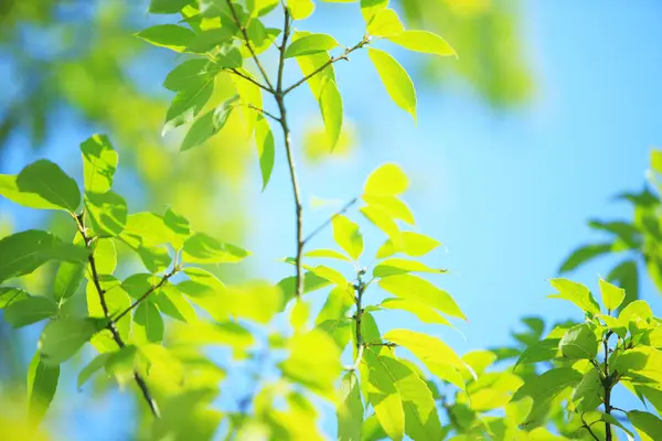 Зелене Листя Дереві Фон Весняного Листя — стокове фото