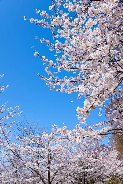 Wiśniowe Drzewo Kwitnie Wiosną — Zdjęcie stockowe