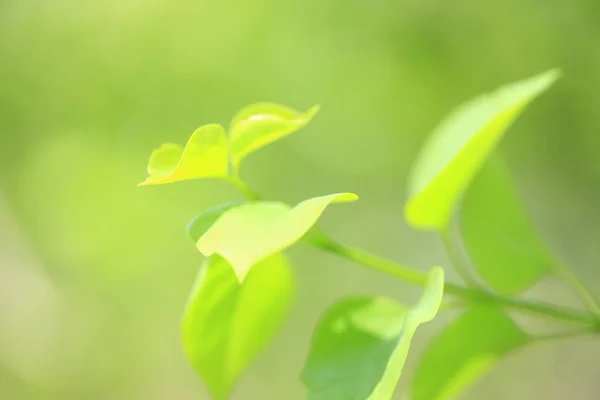 Zelené Listy Lese Flóře Přírodě — Stock fotografie