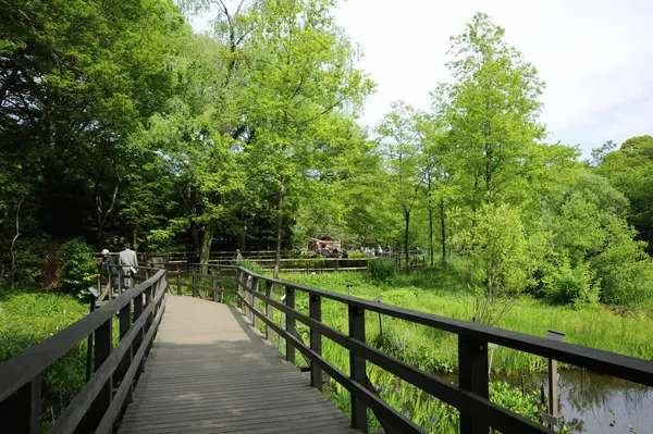Красивый Вид Зеленый Парк Деревянным Мостом — стоковое фото