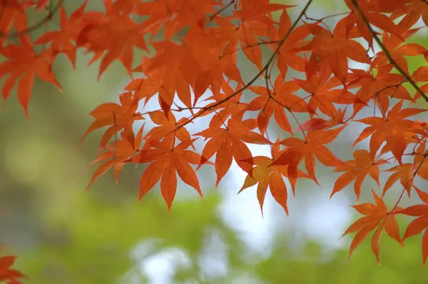 ใบไม วงฤด ใบไม วงท สวยงามในสวนพ ชฤด ใบไม — ภาพถ่ายสต็อก