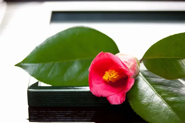 Bir Çiçek Masanın Tepsisine Yakın — Stok fotoğraf