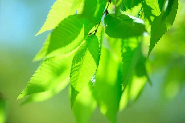 Зелене Листя Лісі — стокове фото