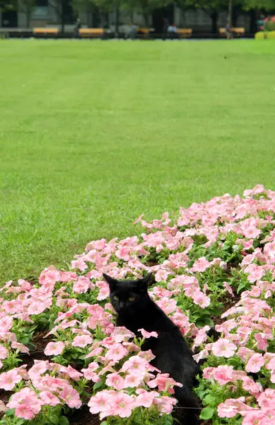 Gato Negro Jardín —  Fotos de Stock