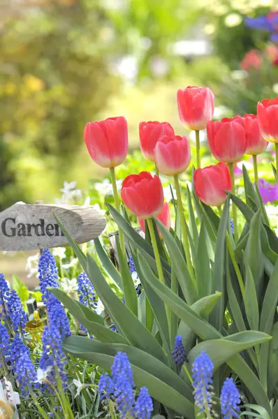 Krásné Tulipány Zahradě Pohled — Stock fotografie