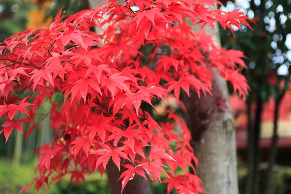 red maple tree in the garden