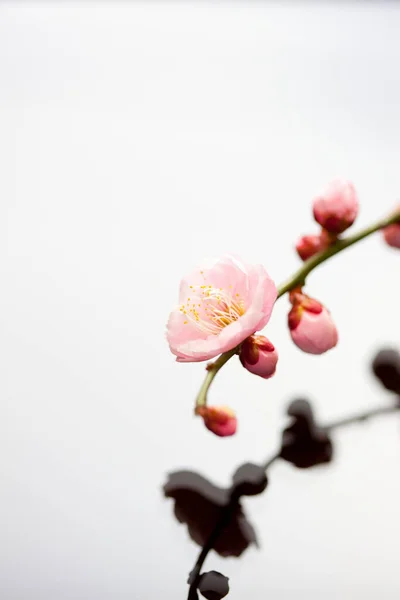 pink sakura flowers on white background