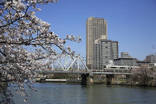 Kwiaty Wiśni Japonii — Zdjęcie stockowe