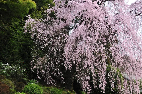 Красивый Розовый Цветок Сакуры Японии — стоковое фото