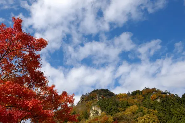 Осенние Листья Корее — стоковое фото