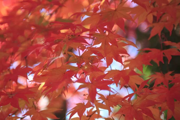 Гілки Осінніх Гілок Дерева Червоним Листям Сонячному Світлі — стокове фото