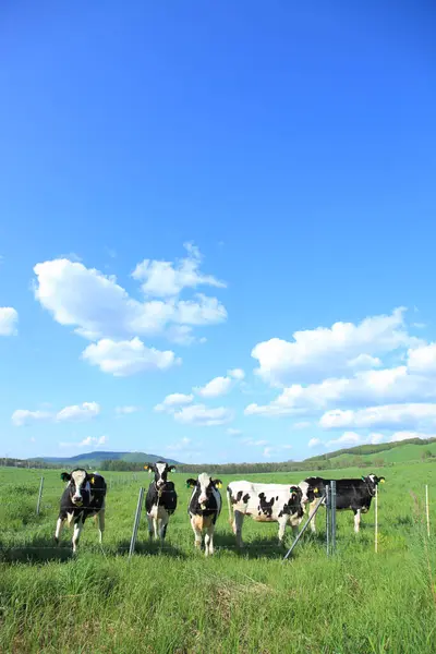 Vaches Domestiques Pâturant Dans Prairie — Photo