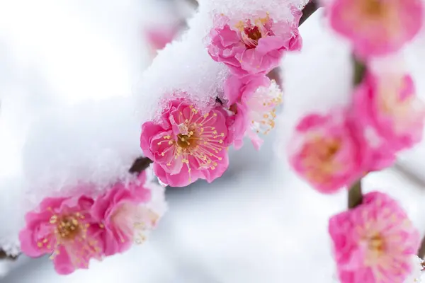 beautiful cherry blossom flowers covered with snow