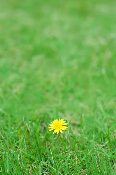 Żółty Kwiat Mniszka Lekarskiego Tle Zielonej Trawy — Zdjęcie stockowe